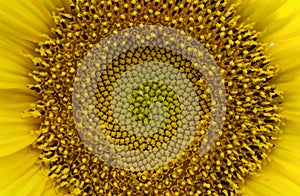 Detail of sunflower flowerhead disk florets 