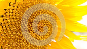 Detail of a sunflower with a highlight to the yellow color