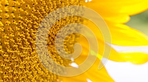 Detail of a sunflower with a yellow, slightly orange color