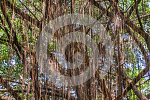 Detail of sunlight passing through Aerial roots The great Banyan tree