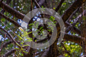 Detail of sunlight passing through small leaves on A huge banyan tree