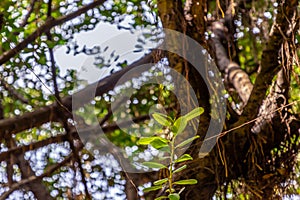 Detail of sunlight passing through small leaves on A huge banyan tree