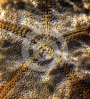 Detail Surface Bumps and Texture Star Fish
