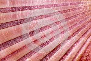 Detail of sea shell