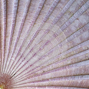 Detail of sea shell