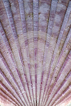 Detail of sea shell