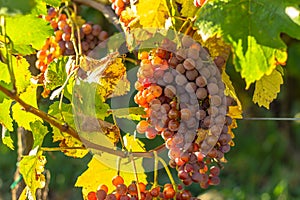 Detail of sweet organic juicy grapevine in autumn. Close up of fresh grapes in a vineyard, panoramic background, grape harvest