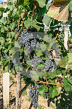 Detail of sweet organic juicy grapevine in autumn.Close up of red grapes in vineyard,grape harvest concept.Branches of fresh