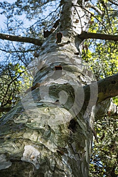 Detail of sycamore tree, arboretum Tesarske Mlynany, Slovakia