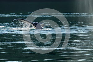 Detail of the tail of Humpback whale (Megaptera novaeangliae).