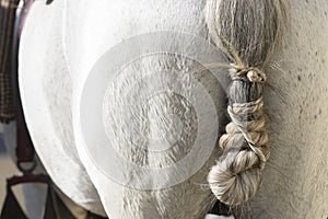 Detail of the tail knot of a spanish horse in doma vaquera photo