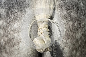 Detail of the tail knot of a spanish horse in doma vaquera photo
