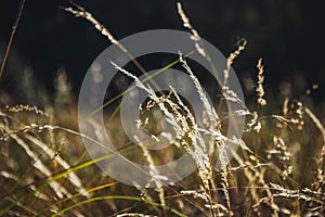 Detail of tall grass at sunset, in the background the forest with trees, branches and grass is appreciated 3