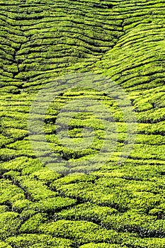 Detail of Tea Plantation-Cameron Highland,Malaysia