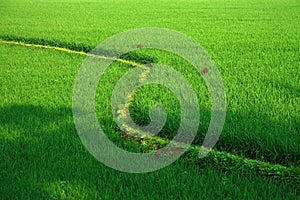 Detail of terraced rice fields