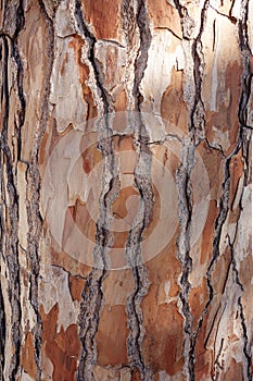texture of the bark of a Pine tree.