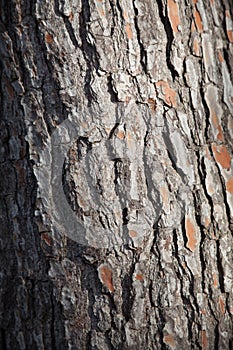 Detail of the texture of the bark of the trunk of a pine tree