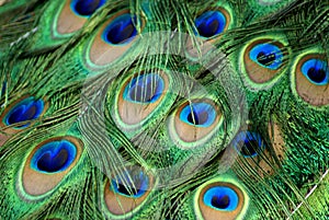 Detail and texture of exotic peacock feathers.