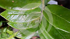 Detail texture of green leaves of Zamioculcas zamiifolia Or Dolar plants