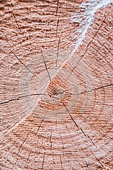 Detail of the texture of a wooden log split in half.