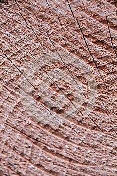 Detail of the texture of a wooden log split in half.