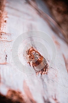 Detail of the texture of a wooden log split in half.