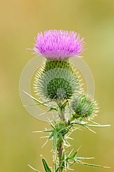 Detail of thistle flower on a meadow