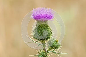Detail of thistle flower on a meadow