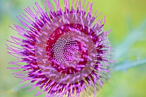 Detail of the Thistle Flower on a meadow close-up