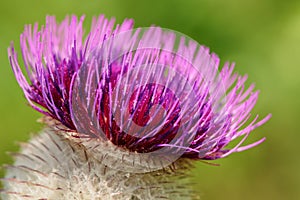 Detail of the Thistle Flower on a meadow close-up