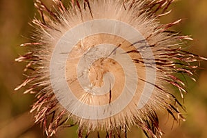 Detail of thistle flower on a meadow at sunset , reminds the sun - closeup