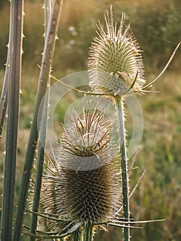 Detail of thistles in the field