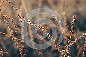 Detail of a thorn in the countryside, Nature vintage outdoor background. Many wild meadow flowers in sunset. wild dry field plants