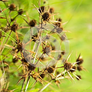 Detail of a thorn in the countryside, Nature vintage outdoor background. Many wild meadow flowers in sunset. wild dry field plants