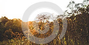 Detail of a thorn in the countryside, Nature vintage outdoor background. Many wild meadow flowers in sunset. wild dry field plants