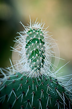 Detail of a thorny cactus