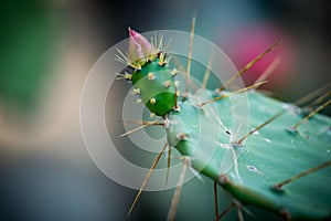 Detail of a thorny cactus with a pink/red flower