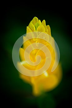 Detail of a thorny cactus with a yellow flower