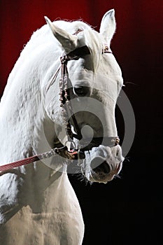 Detail of a thoroughbred lipizzan stallion head from profile