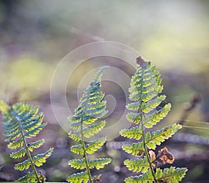 Detail of three fern leaves on the forest ground
