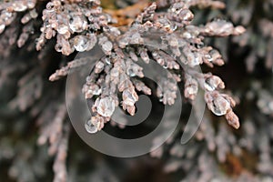 Detail of thuja - American Arborvitae