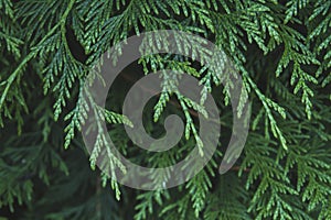 Detail of thuja tree green foliage photo