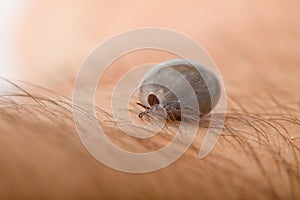 Detail tick - parasite on leather photo