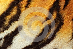 Detail of tiger fur