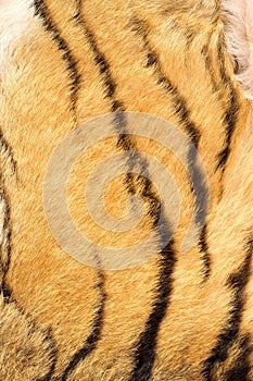 Detail of tiger real stripes on fur