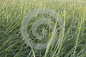 Detail of the tigernut plant in a field