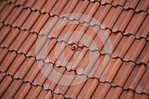 Detail tiled roof of a miniature house