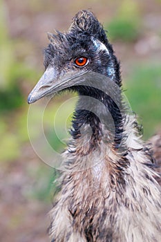 detail to emu Dromaius novaehollandiae ostrich nice red eye with background gree