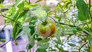 The detail of tomato