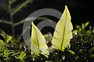 Detail of top Bird nest`s Fern leave Asplenium nidus